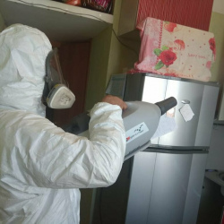 Уничтожение насекомых в квартире. Развилка